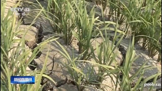 云南遭遇严重旱情 超过147万人饮水困难